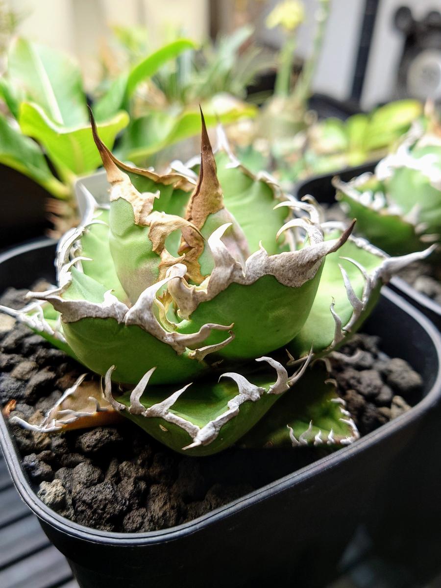 うちに来て1年が経った、アガベ・チタノタ・シーザーさん。｜園芸日記