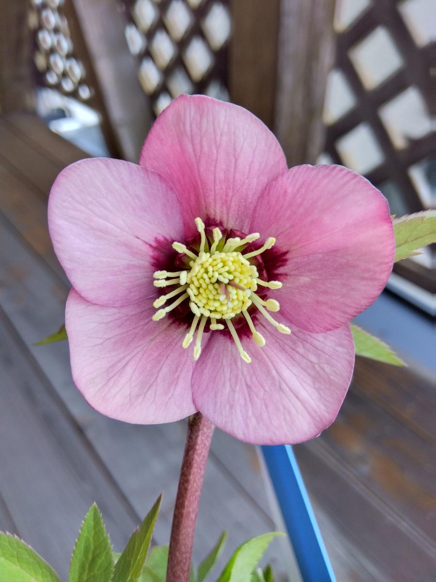 2025年のクリスマスローズ2｜園芸日記byおどるキノコ｜みんなの趣味の