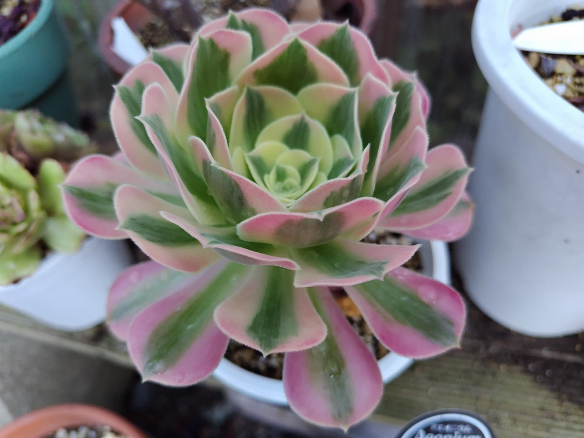 多肉 アエオニウム｜園芸日記byすてきなおじいちゃん｜みんなの趣味の