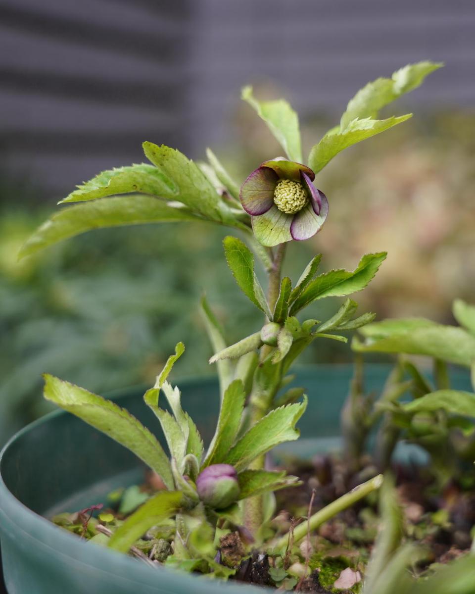 クリスマスローズの原種（H.クロアチクス）｜園芸日記by野々口稔