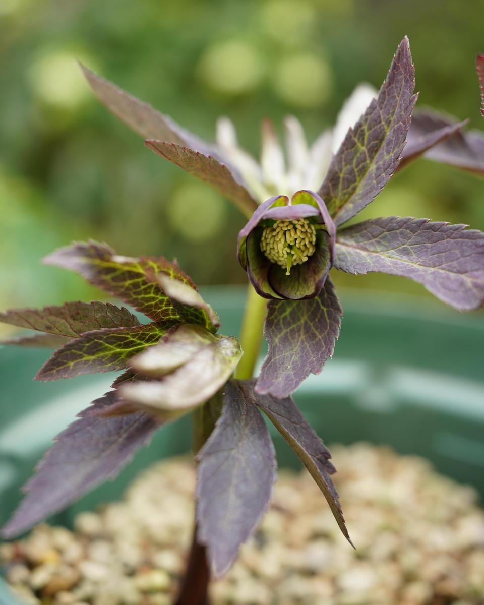 クリスマスローズの原種（H.トルカータス）｜園芸日記by野々口稔