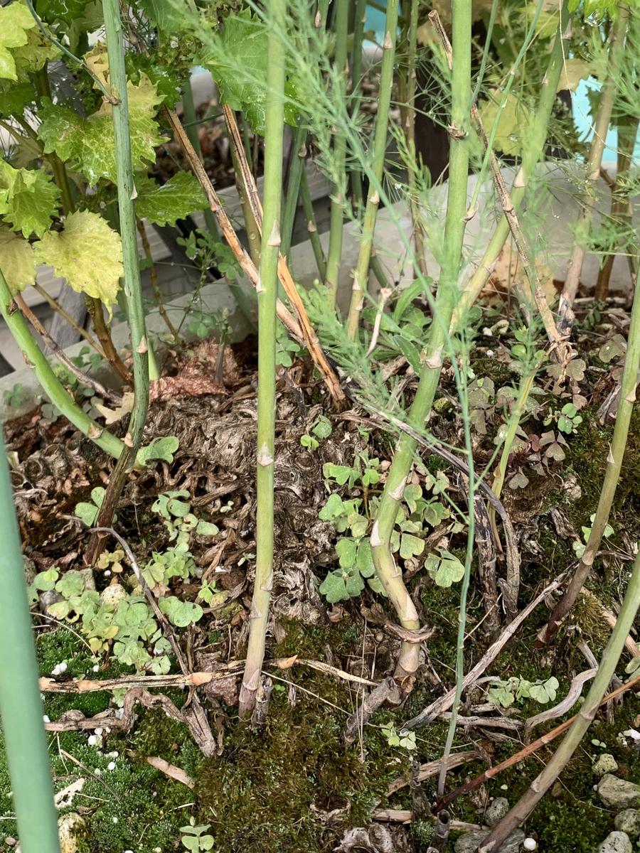 10年程前からプランターでアスパラを育てていますが、最近、細