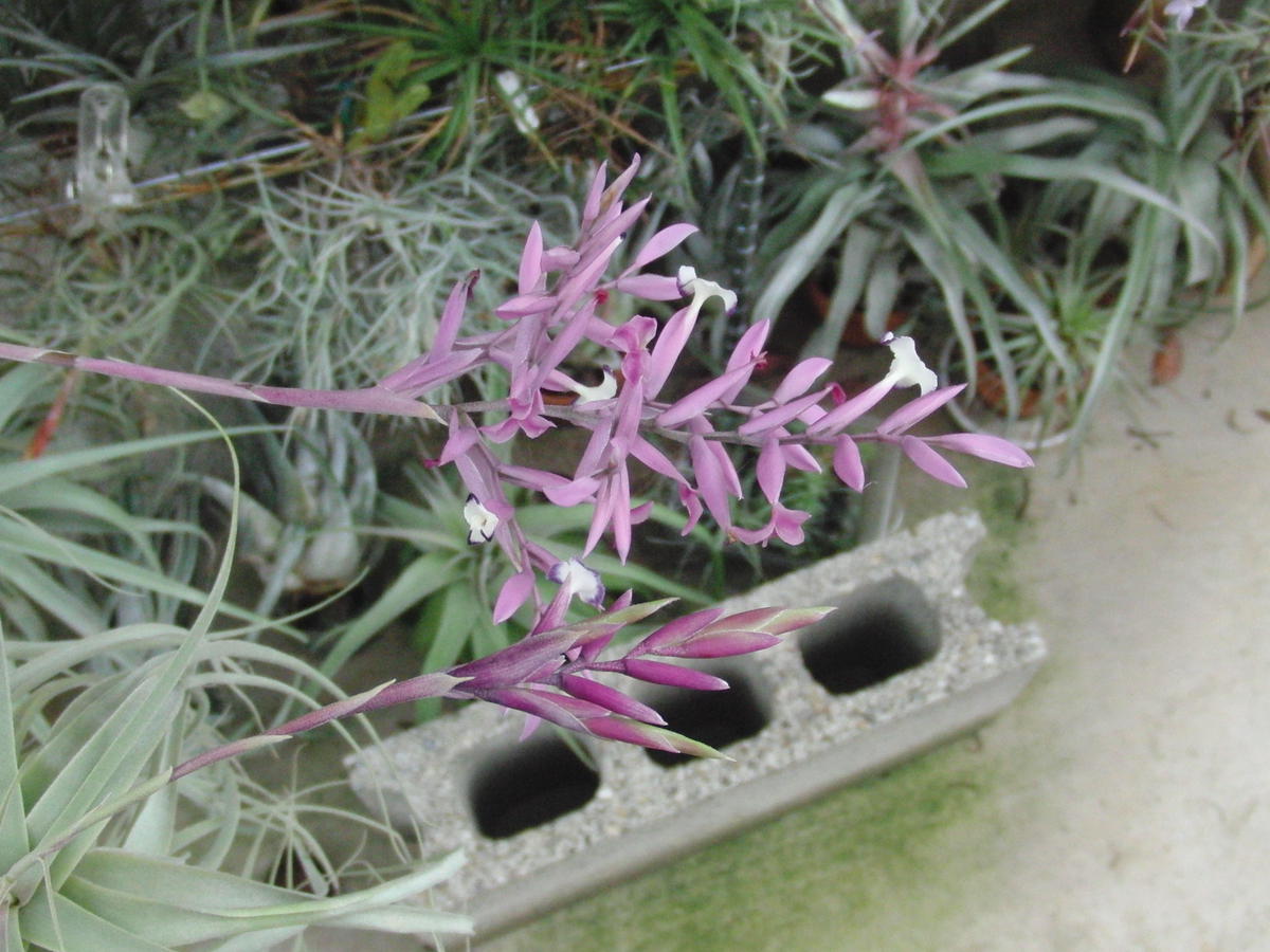 ストラミネア ディープパープル｜そだレポ（栽培レポート）by竹内