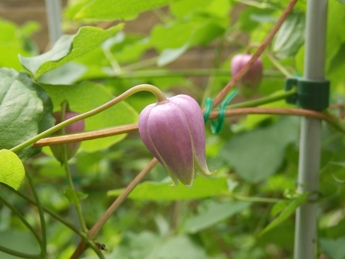 クレマチス ルーテル 挿し穂 2本 クレマチス ルーテル 挿し穂 2本