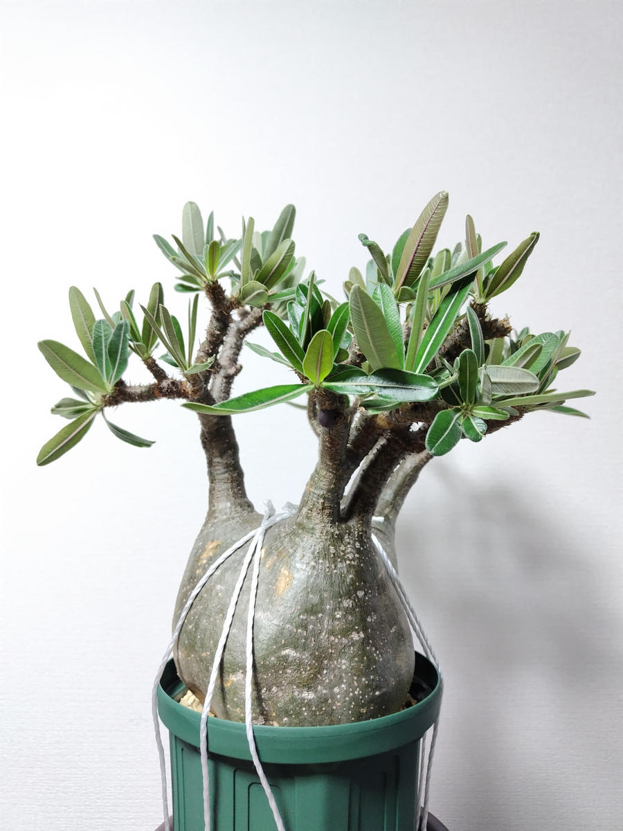 グラキリス現地球 発根管理②｜そだレポ（栽培レポート）byまんどれ