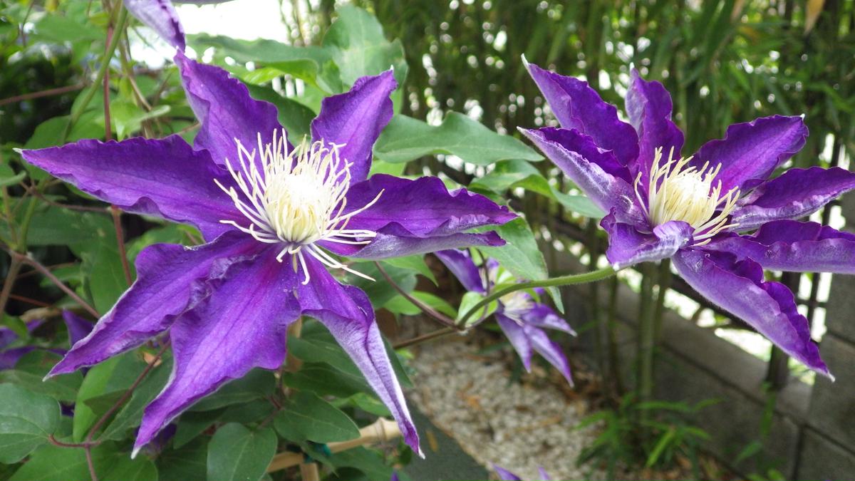 クレマチスの挿し木｜そだレポ（栽培レポート）byお散歩カメ吉