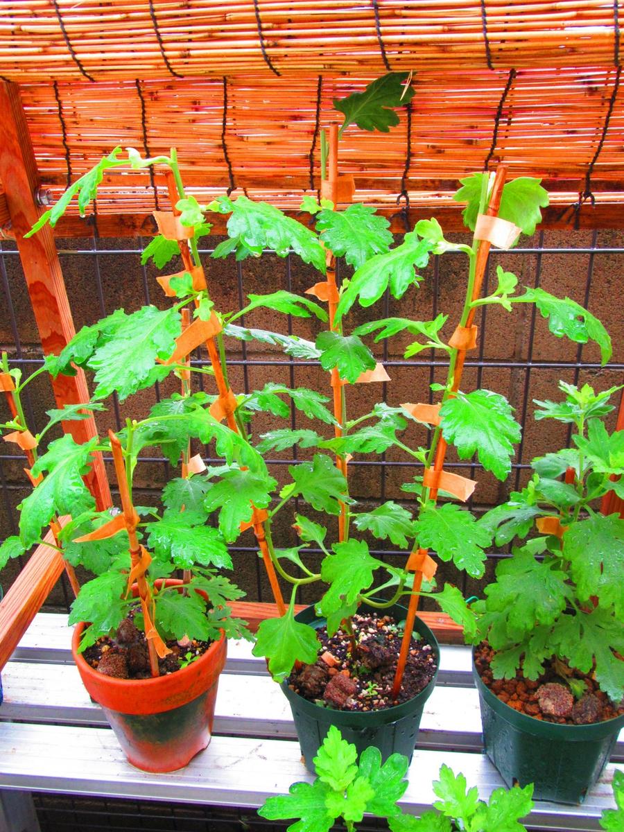 古典菊より教わる菊の世界｜そだレポ（栽培レポート）byますとら