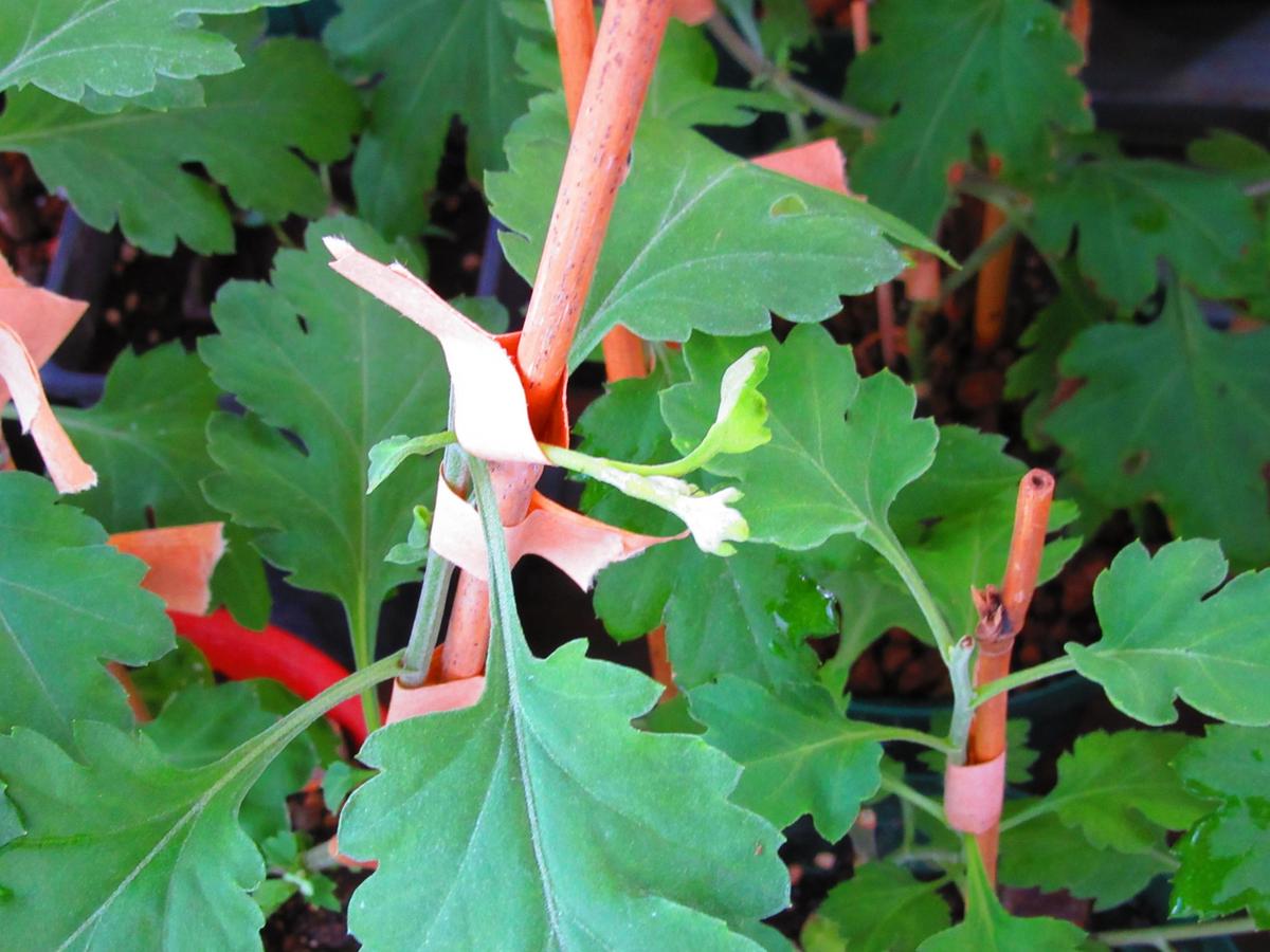 古典菊より教わる菊の世界｜そだレポ（栽培レポート）byますとら