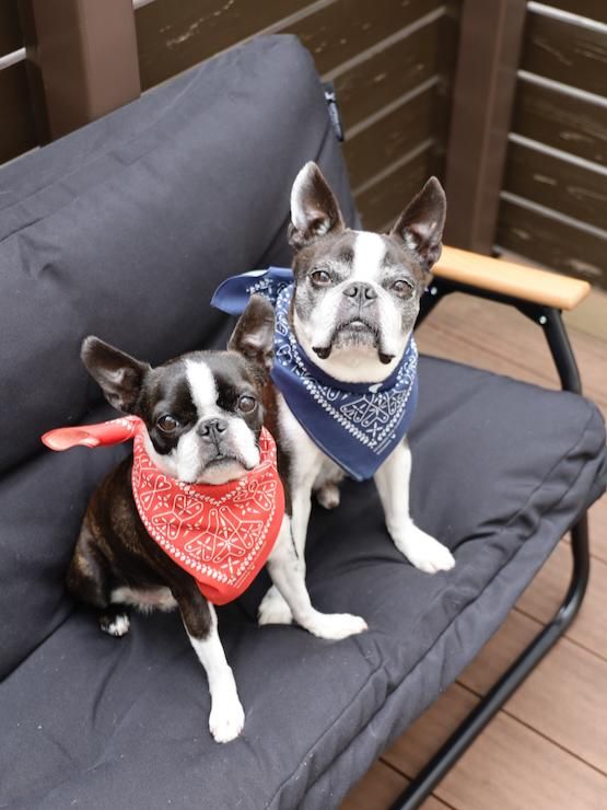 ボステリクロスバンダナ（レッド） - beedama ボストンテリアが店長の