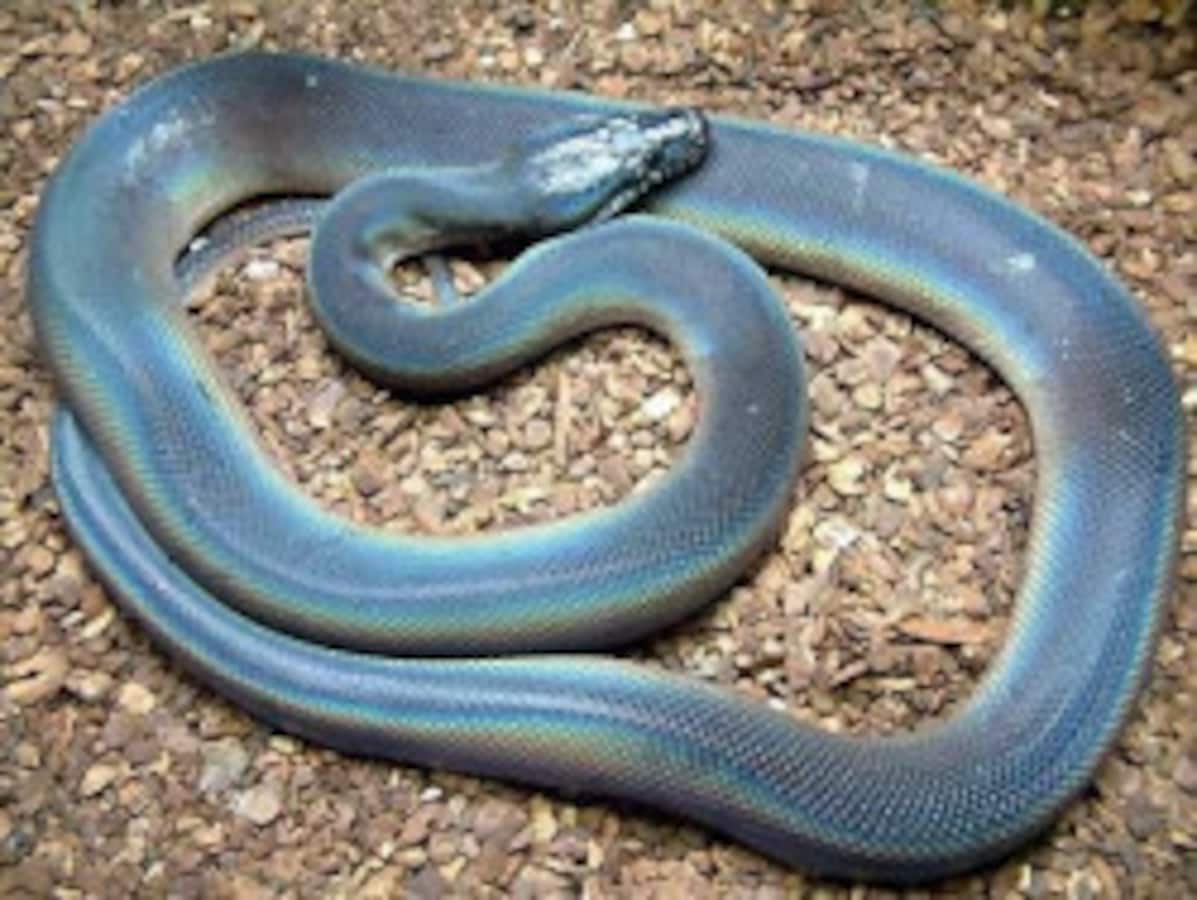 アルバーティスパイソン／知識＆飼育の基本情報 [爬虫類・両生類] All