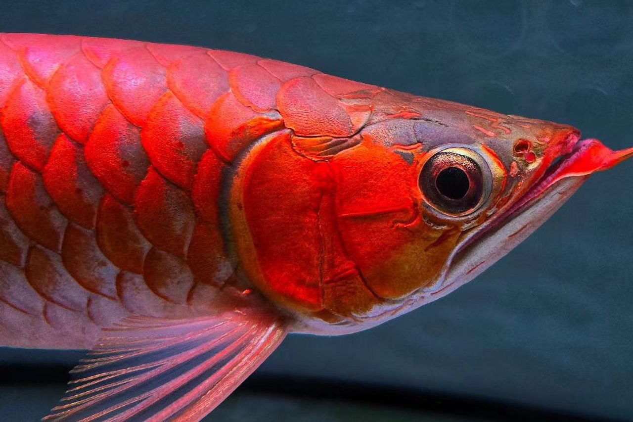 スーパーレッドアロワナ価格2024:トレンド、決定要因、買いのヒント