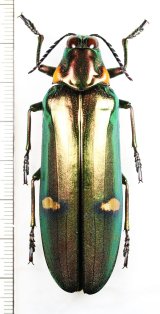 外産タマムシ Buprestidae of the World - Insect Islands 〜南の島の