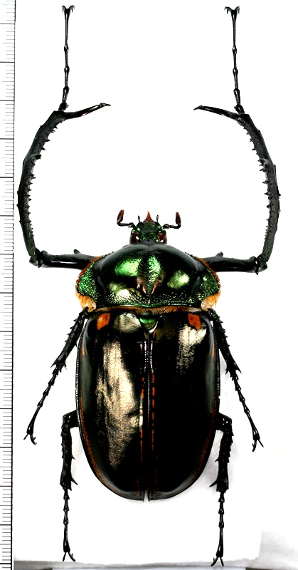 ヤンソンテナガコガネ 大型♂72.5mm ベトナム(ベトナム北東部