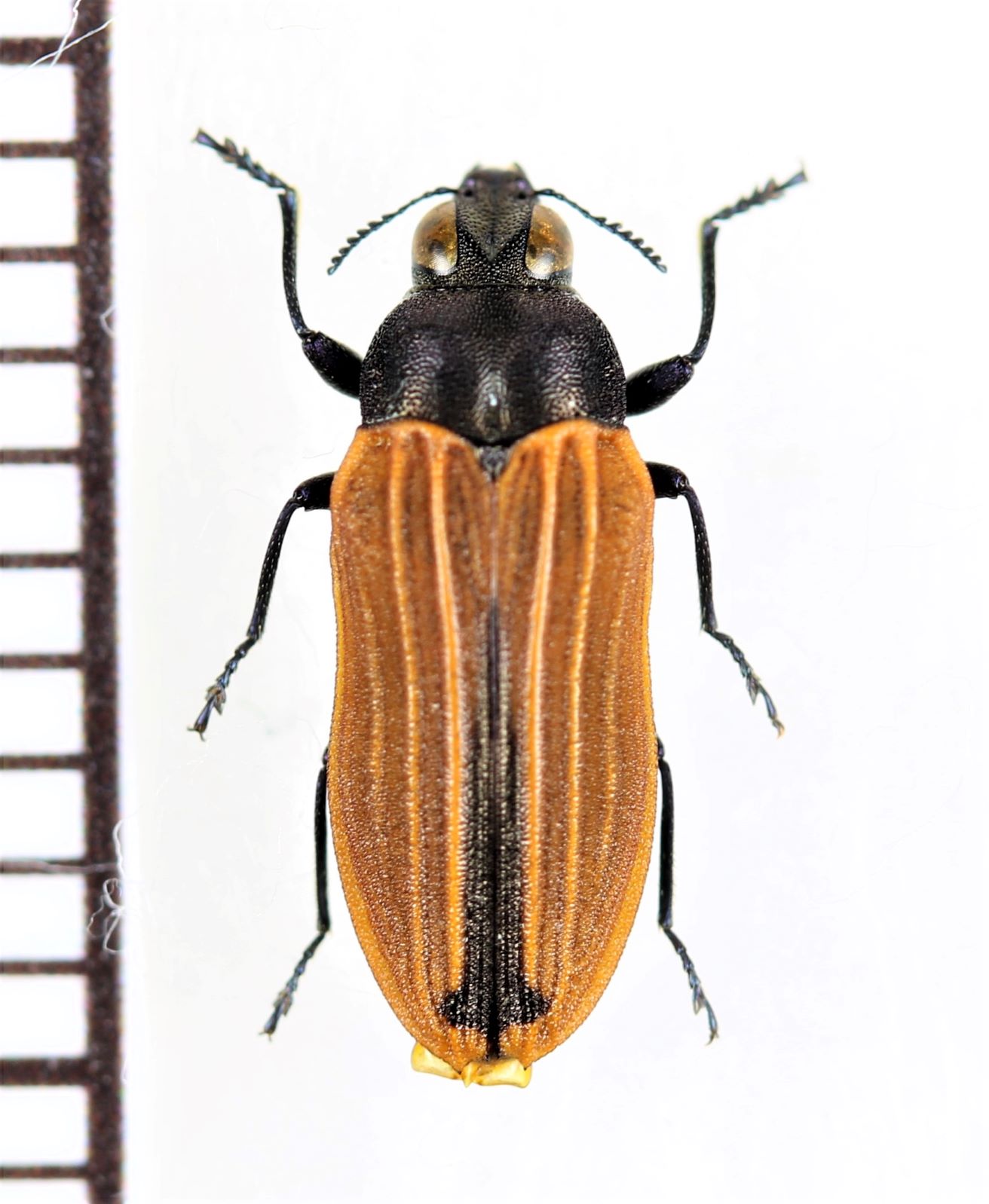 ベニボタル擬態のタマムシの一種 Castiarina nasuta オーストラリア