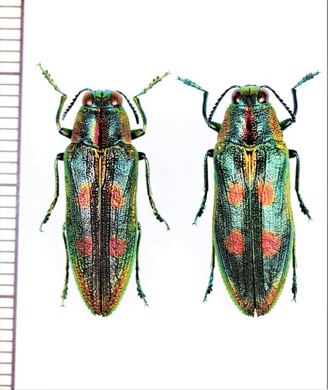 タマムシの一種 Sapaia brodskyi ペア ベトナム北東部 - Insect