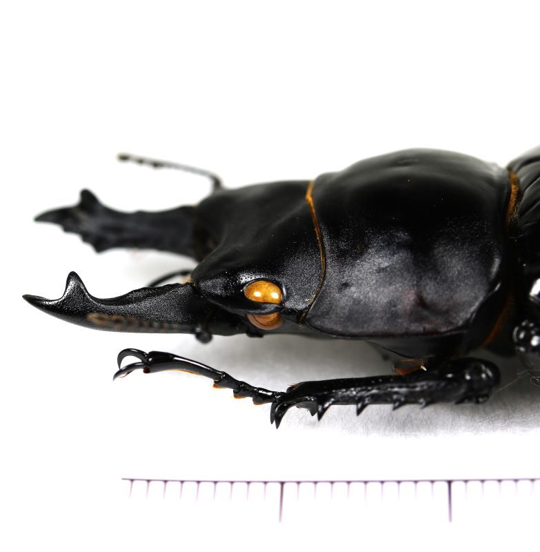 アマミマルバネクワガタ 特大ペア♂61.1mm♀52.1mm 奄美大島 - Insect