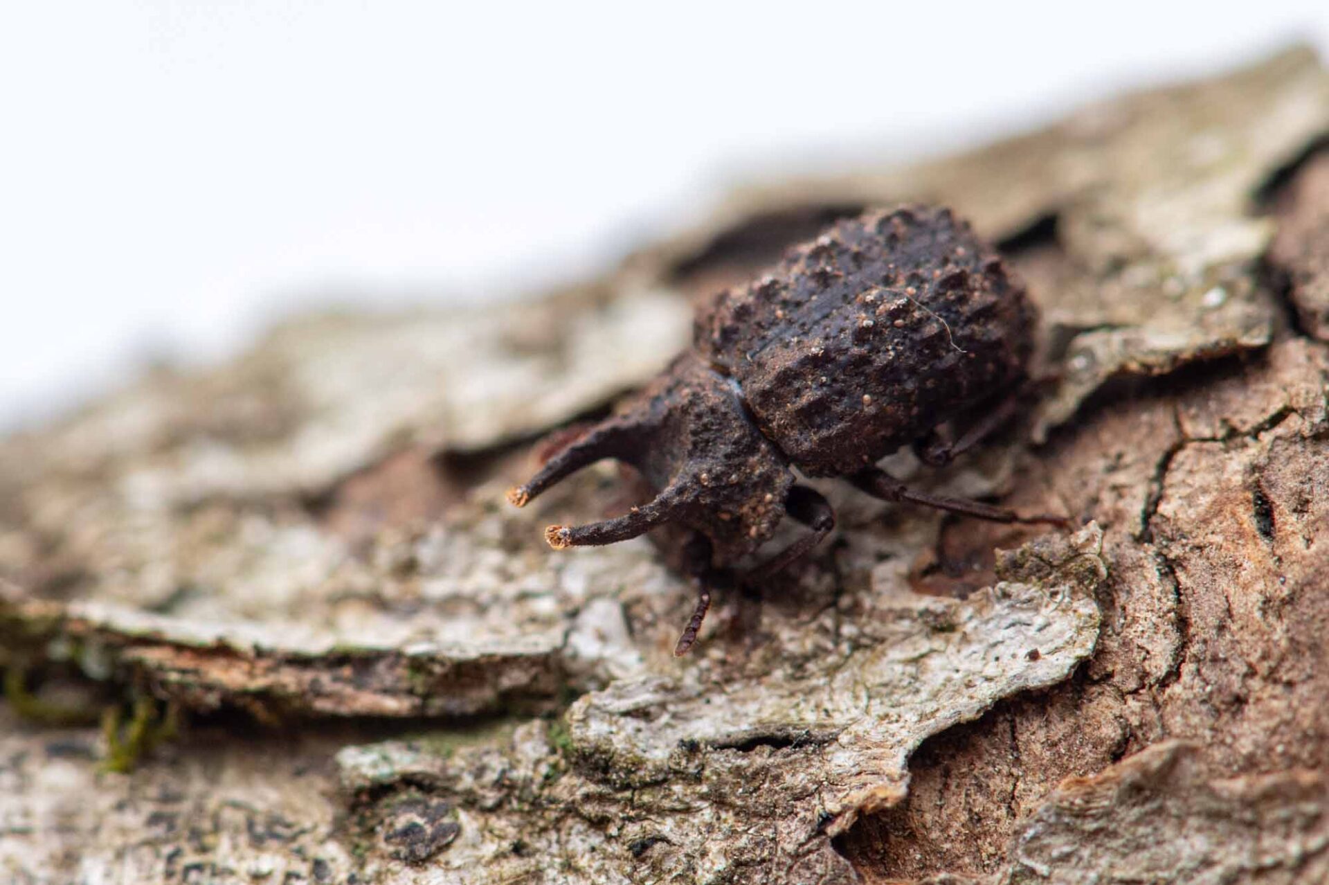 コブスジツノゴミムシダマシ | 虫の写真と生態なら昆虫写真図鑑