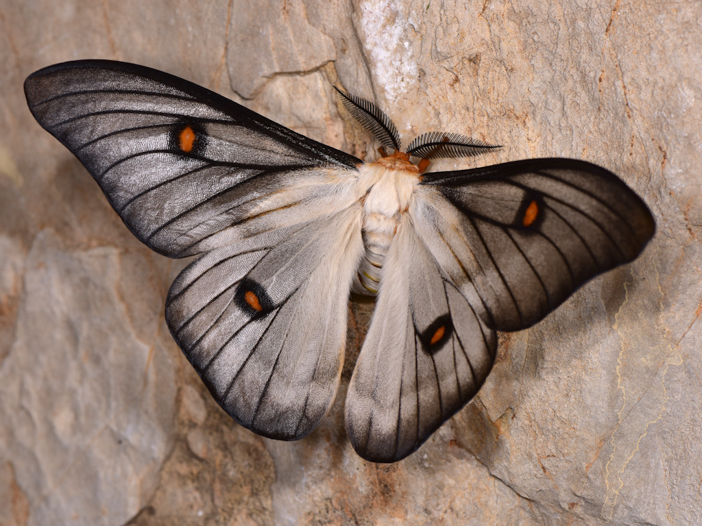 Ghostly silkmoth (Ceranchia apollina) · iNaturalist