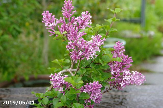 山野草の石田精華園 / 姫ライラック(ヒメライラック) 3号 【盆栽素材