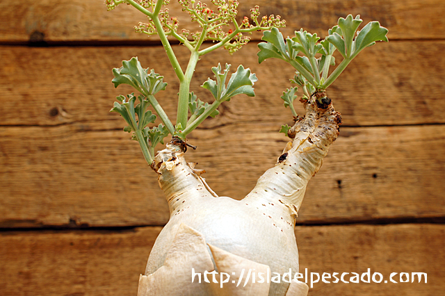 isla del pescado - Cyphostemma betiforme-キフォステンマ・ベティ