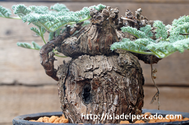 isla del pescado - Pelargonium triste-ペラルゴニウム・トリステ