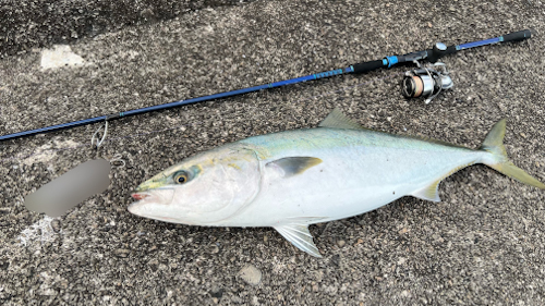 中嶋 直心 様 issei海太郎×ﾊｰﾄﾗﾝﾄﾞﾘﾍﾞﾗﾘｽﾄ 973M+RS | issei [一誠]