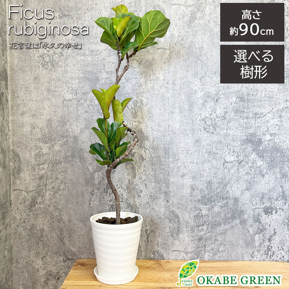 宝石のような観葉植物のお店 【Jewelry Plant】 ゴムの木 フィカス