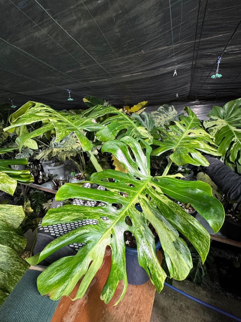 モンステラ・デリシオーサ – JolieNursery