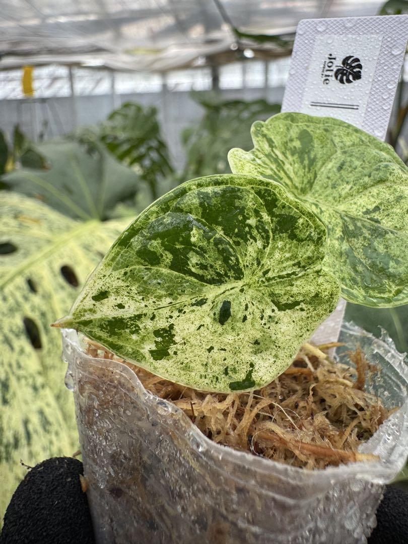 希少 アロカシア ドラゴンブレス 斑入り 最終価格 ］☆希少