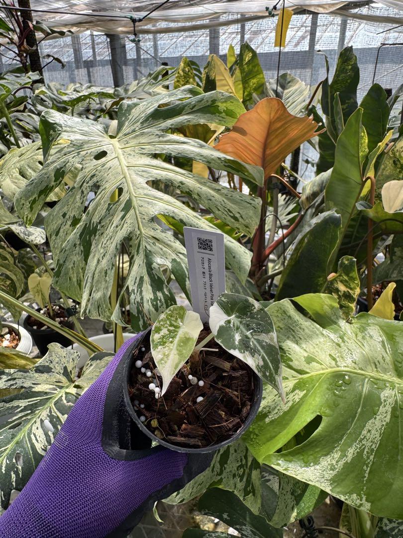 アロカシア ブラックベルベット ピンク 斑入り 2号【漆黒の葉に映える