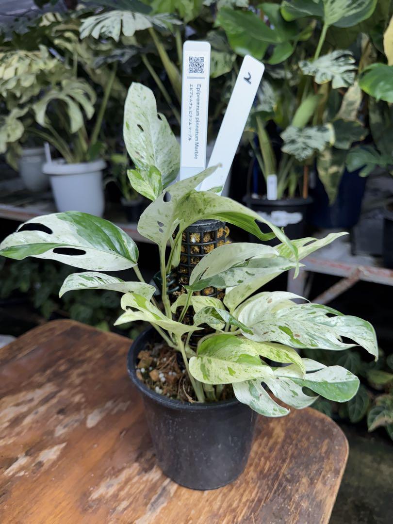 エピプレムナム ピナツム マーブル 斑入り 鉢モスポール付き