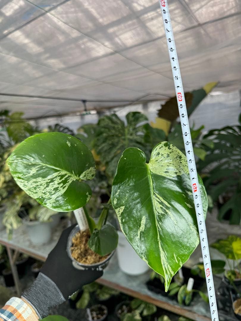 モンステラ デリシオーサ ベトシオーサ – JolieNursery