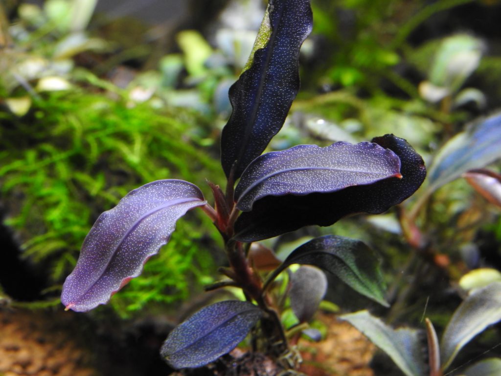 ブセファランドラsp.ブラウニー ネオ 2015❣️ Bucephalandra sp