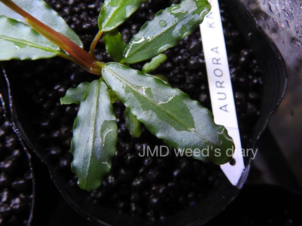 ブセファランドラsp.オーロラ❣️Bucephalandra sp.aurora KN便 銀葉の