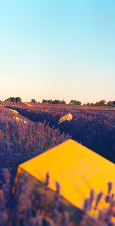 ラストチャンス｜公式通販限定｜ロクシタン公式通販