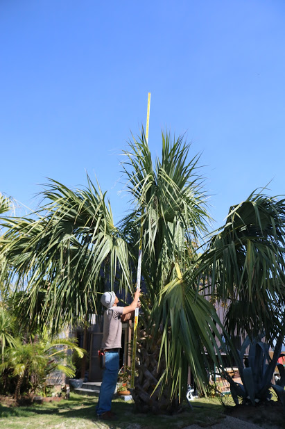 超オニサバル（大） | ヤシの木 | 熊本のジャングルラボ【シンボル