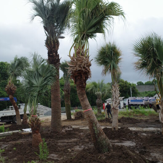 超オニサバル（大） | ヤシの木 | 熊本のジャングルラボ【シンボル