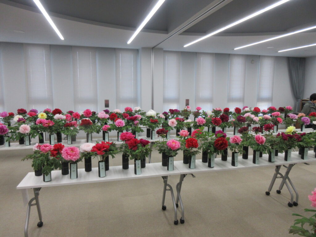 牡丹切花品評会 | 大根島