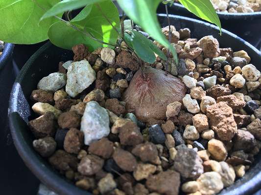 Dioscorea elephantipes／亀甲竜の育て方【実生栽培記録】｜金成