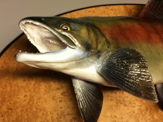 魚類剥製 | 魚類剥製工房 かげろう