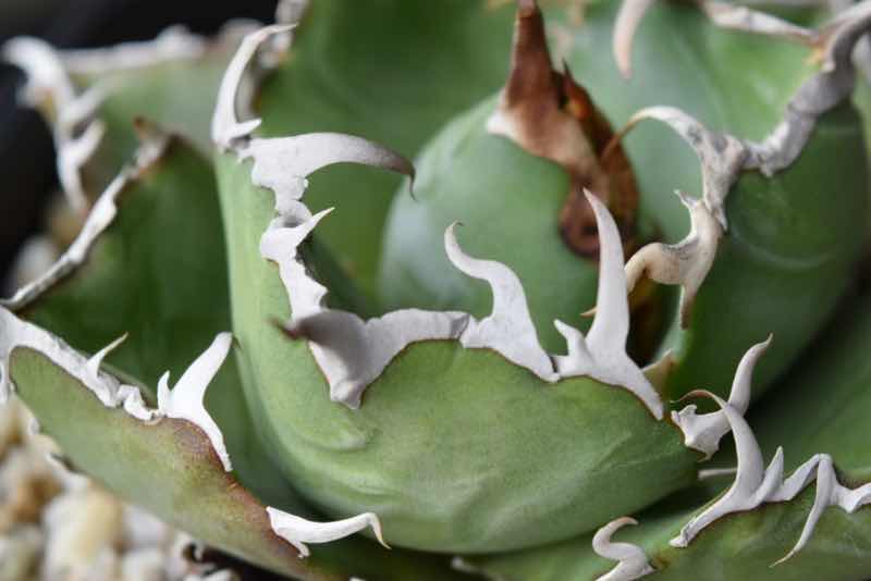 品種紹介：アガベ チタノタ “白鯨” (Agave Titanota “White Whale