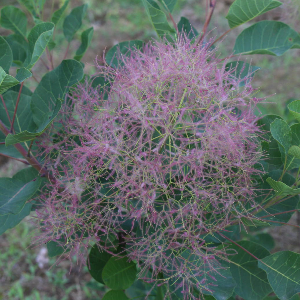 スモークツリー・パステルシュシュ 9cmポット苗 - Web-Garden 花光園