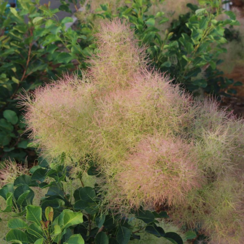 スモークツリー・パステルシュシュ 9cmポット苗 - Web-Garden 花光園
