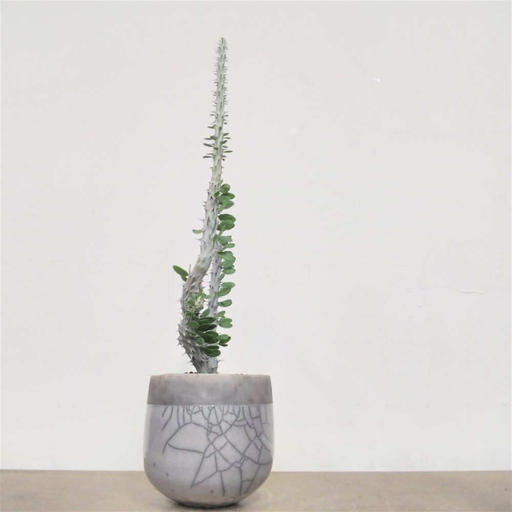 アローディア・プロセラ・綴化/盆栽、多肉植物、塊根植物、観葉植物