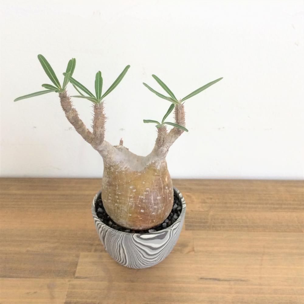 パキポディウム・グラキリス/盆栽、多肉植物、塊根植物、観葉植物通販