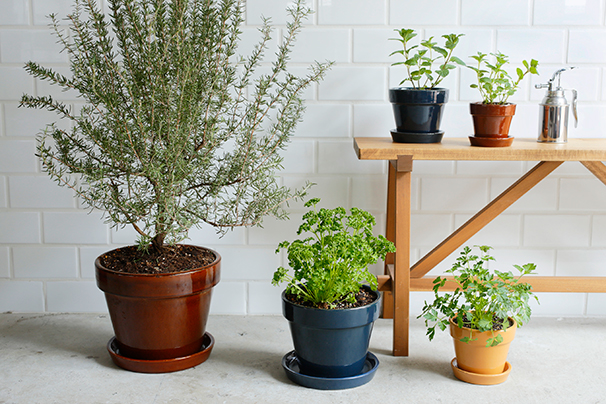 ずっと使ってもらえる植木鉢を。「井澤製陶」のガーデニングアイテム