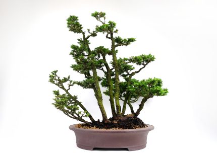 2405_3701 | 北関東盆栽組合