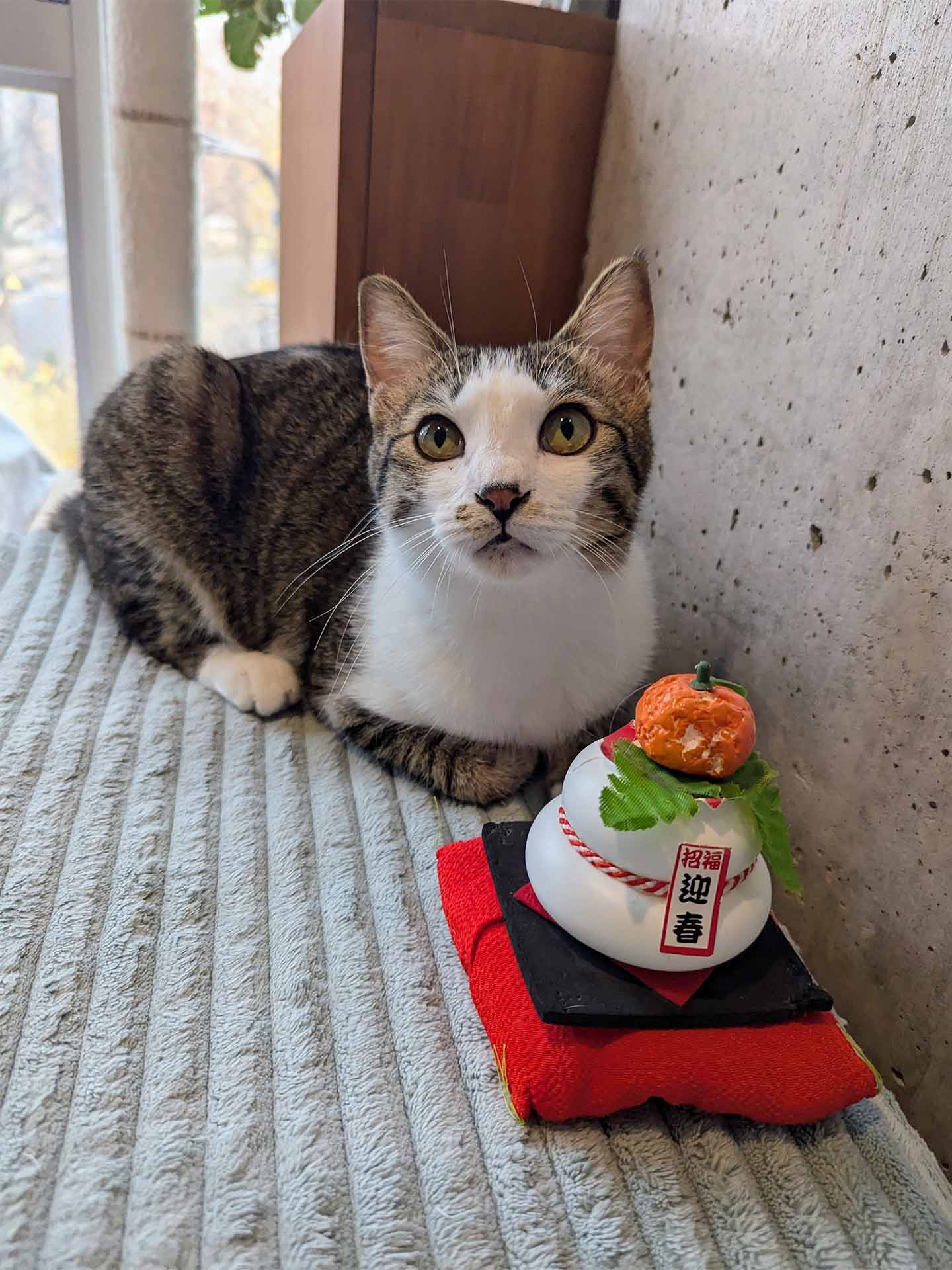 🎍年末年始の営業のお知らせ🎍 | 保護猫カフェ駒猫