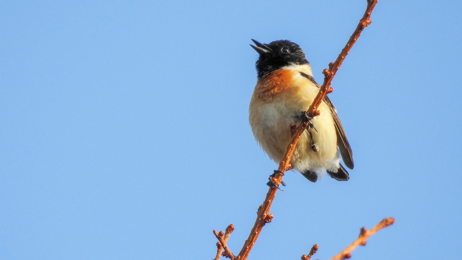 マガジン「鳥と旅する」 | 小清水町観光協会