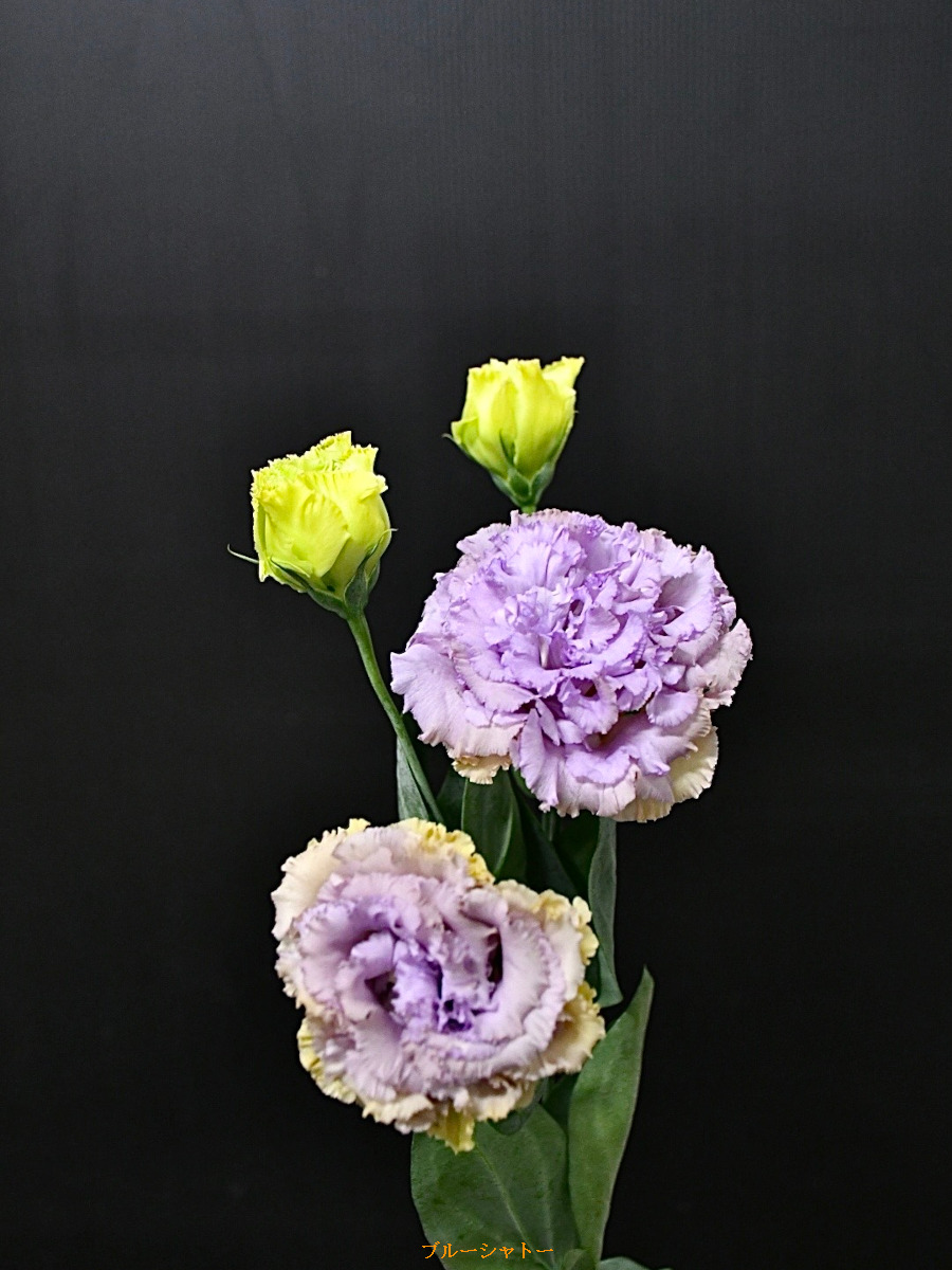 KOTA Photo リシアンサス 複色 | 九州大田花き